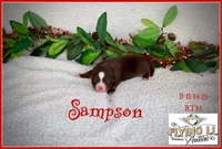 Sampson, a male Miniature Australian Shepherd for sale in Madisonville, TX – Photo 1 of 4