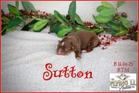 Sutton, a male Miniature Australian Shepherd for sale in Madisonville, TX – Photo 2 of 5