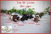 Sutton, a male Miniature Australian Shepherd for sale in Madisonville, TX – Photo 3 of 5