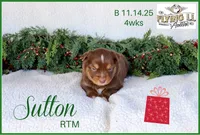 Sutton, a male Miniature Australian Shepherd for sale in Madisonville, TX – Photo 1 of 5