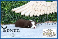 Bowen, a male Miniature Australian Shepherd for sale in Madisonville, TX – 2 of 2
