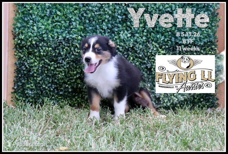 Yvettte – Miniature Australian Shepherd puppy for sale in Madisonville, TX