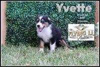 Yvettte, a female Miniature Australian Shepherd for sale in Madisonville, TX – 1 of 2