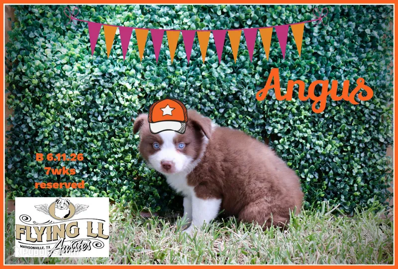 Angus – Miniature Australian Shepherd puppy for sale in Madisonville, TX