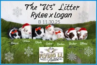 Ultima, a male Miniature Australian Shepherd for sale in Madisonville, TX – Photo 2 of 3