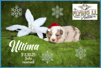Ultima, a male Miniature Australian Shepherd for sale in Madisonville, TX – Photo 1 of 3