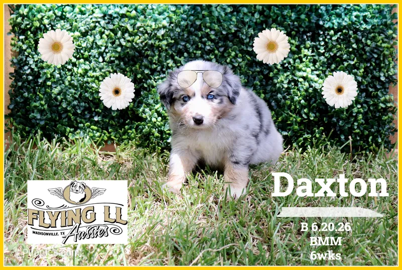 Daxton – Miniature Australian Shepherd puppy for sale in Madisonville, TX