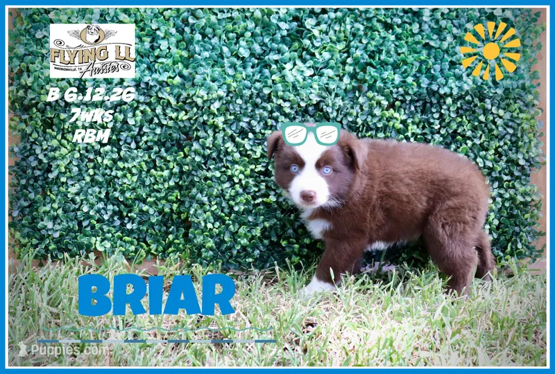 Briar – Miniature Australian Shepherd puppy for sale in Madisonville, TX