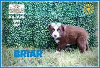 Briar, a male Miniature Australian Shepherd for sale in Madisonville, TX – 1 of 2