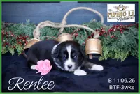 RenLee, a female Miniature Australian Shepherd for sale in Madisonville, TX – Photo 1 of 6