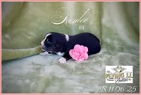 RenLee, a female Miniature Australian Shepherd for sale in Madisonville, TX – Photo 2 of 6