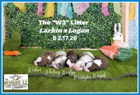 Westyn, a male Miniature Australian Shepherd for sale in Madisonville, TX – Photo 3 of 3