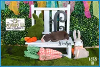 Westyn, a male Miniature Australian Shepherd for sale in Madisonville, TX – Photo 2 of 3