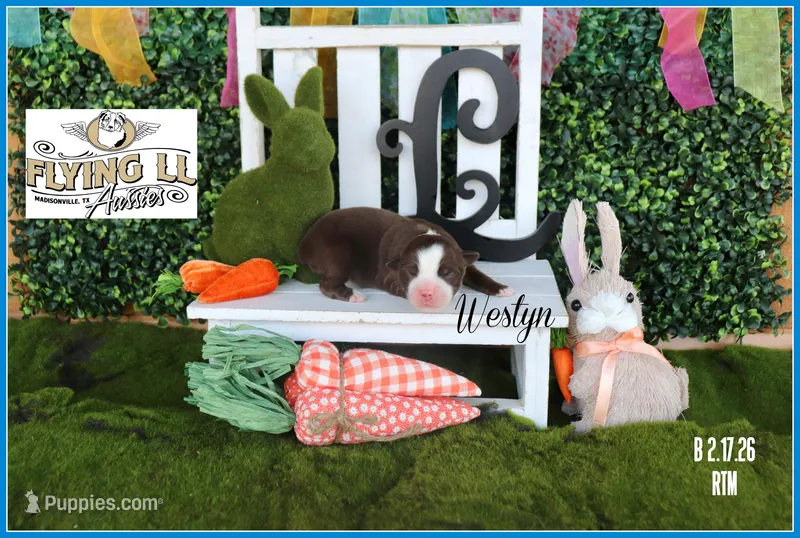 Westyn, a male Miniature Australian Shepherd for sale in Madisonville, TX – Photo 1 of 3