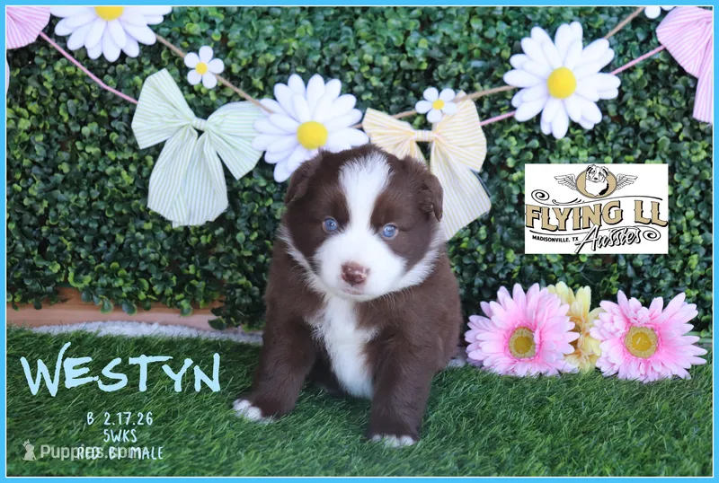 Westyn – Miniature Australian Shepherd puppy for sale in Madisonville, TX