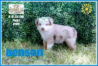 Benson, a male Miniature Australian Shepherd for sale in Madisonville, TX – 1 of 2