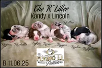 RadLee, a male Miniature Australian Shepherd for sale in Madisonville, TX – Photo 4 of 6