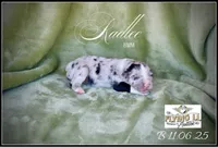RadLee, a male Miniature Australian Shepherd for sale in Madisonville, TX – Photo 2 of 6