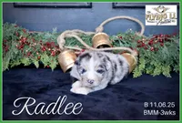 RadLee, a male Miniature Australian Shepherd for sale in Madisonville, TX – Photo 1 of 6