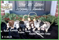 RadLee, a male Miniature Australian Shepherd for sale in Madisonville, TX – Photo 3 of 6