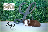 Angus, a male Miniature Australian Shepherd for sale in Madisonville, TX – 2 of 2