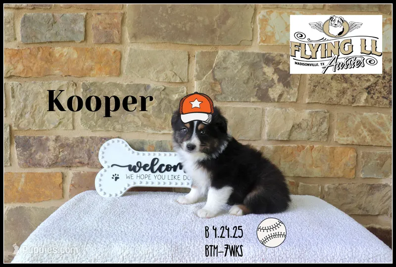 Kooper, a male Australian Shepherd for sale in Madisonville, TX – Photo 1 of 1