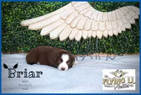 Briar, a male Miniature Australian Shepherd for sale in Madisonville, TX – 2 of 2
