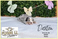 Daxton, a male Miniature Australian Shepherd for sale in Madisonville, TX – 2 of 2