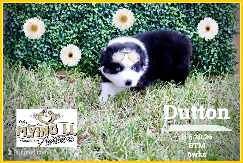 Dutton – Miniature Australian Shepherd puppy for sale in Madisonville, TX
