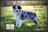 Lennon, a male Miniature Australian Shepherd for sale in Madisonville, TX – Photo 4 of 5