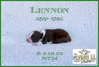 Lennon, a male Miniature Australian Shepherd for sale in Madisonville, TX – Photo 3 of 5