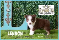 Lennon, a male Miniature Australian Shepherd for sale in Madisonville, TX – Photo 1 of 5