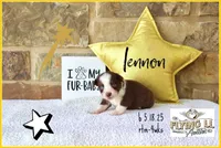 Lennon, a male Miniature Australian Shepherd for sale in Madisonville, TX – Photo 2 of 5