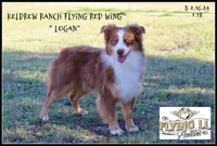 Lennon, a male Miniature Australian Shepherd for sale in Madisonville, TX – Photo 5 of 5