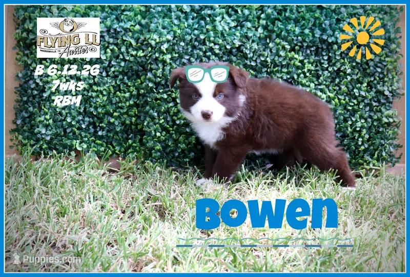 Bowen – Miniature Australian Shepherd puppy for sale in Madisonville, TX