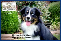 Ridge, a male Miniature Australian Shepherd for sale in Madisonville, TX – Photo 5 of 6