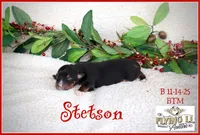 Stetson, a male Miniature Australian Shepherd for sale in Madisonville, TX – Photo 1 of 4