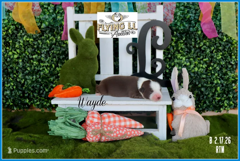 Wayde – Miniature Australian Shepherd puppy for sale in Madisonville, TX