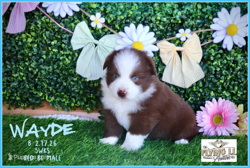 Wayde – Miniature Australian Shepherd puppy for sale in Madisonville, TX