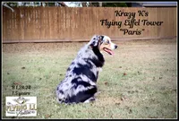 Odessa, a female Miniature Australian Shepherd for sale in Madisonville, TX – Photo 4 of 4