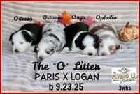 Odessa, a female Miniature Australian Shepherd for sale in Madisonville, TX – Photo 2 of 4