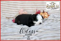Odessa, a female Miniature Australian Shepherd for sale in Madisonville, TX – Photo 1 of 4