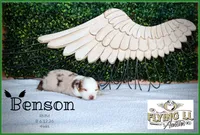 Benson, a male Miniature Australian Shepherd for sale in Madisonville, TX – 2 of 2