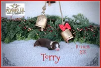 Torry, a female Miniature Australian Shepherd for sale in Madisonville, TX – Photo 2 of 5