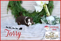 Torry, a female Miniature Australian Shepherd for sale in Madisonville, TX – Photo 1 of 5