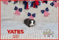 Yates, a male Miniature Australian Shepherd for sale in Madisonville, TX – 2 of 2