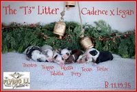 Teagan, a male Miniature Australian Shepherd for sale in Madisonville, TX – Photo 4 of 6