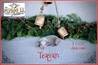 Teagan, a male Miniature Australian Shepherd for sale in Madisonville, TX – Photo 3 of 6