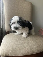 Gasper, a male Havanese for sale in East Haddam, CT – Photo 8 of 8