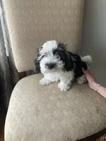 Gasper, a male Havanese for sale in East Haddam, CT – Photo 7 of 8